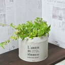 観葉植物 斑入りアイビー ブリキ缶入り 高さ:約26cm 贈り物 プレゼント ギフト プチギフト お祝い 誕生日 開店祝い 開業祝い インテリア おしゃれ