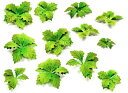 GREEN STUFF WORLD グリーンスタッフワールド ジオラマ素材 ペーパープランツ ゴボウの葉 ホビー用素材 GSWD-10365