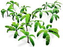 GREENSTUFFWORLDグリーンスタッフワールドジオラマ素材ペーパープランツバショウの木ホビー用素材GSWD-10374