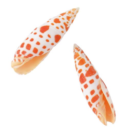 東京堂ドライフラワーオレンジスポット約L6~7cm1袋2コ入FD005510-zzz