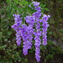 DIFEIUKI藤の花造花2本セット人工観葉植物つり下げ花飾り枯れない花緑の葉シルク造花夏の装飾壁装飾ガーデン結婚式ウェディングパーティー飾り庭園飾り装飾花輪全...