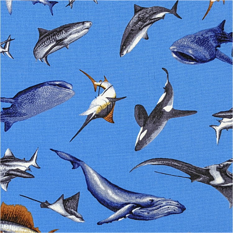 ��ŷ�����ѡ�SALE 50��OFF��Ķ�ߥ˶����ޡ�SSS��(11cm��8cm)�ڳ�������ʪ�� �֥롼�۶��� �ݡ��� ������� �ץ��� �ޥ�̵�� ������ �ץ쥼��� ���ä����� ������ ���åȥ����� �� ���� ����ۥ� �� �ϥ󥫥� �ޥ��� �� �ˤλ� ��²�� ����� ���� ���륫 �ե��å��� ��