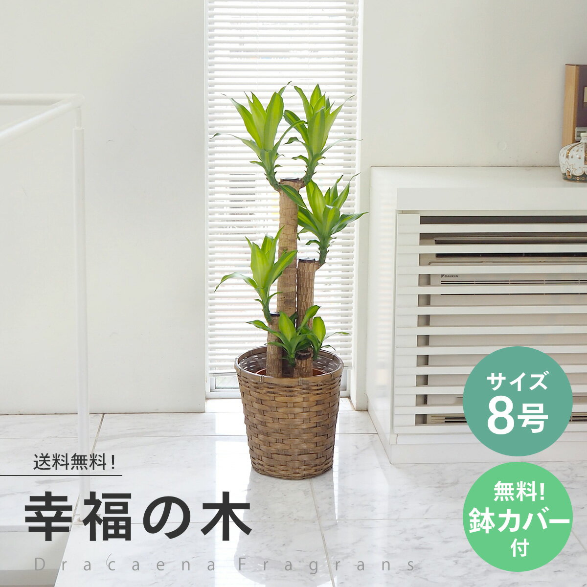 【当店オススメ】観葉植物 幸福の木 8号（ドラセナ）☆送料無料（北海道・沖縄・離島を除く）★お祝い 開店祝い ご移転…