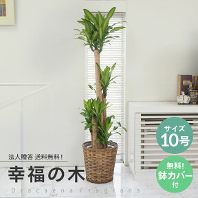 【オススメ】観葉植物 幸福の木 10号★自社配送エリア→東京23区・名古屋市内・大阪市内・福岡市内★法人贈答・お店届け送料無料★お祝い 開店祝い ご移転 大型　オフィス　インテリア