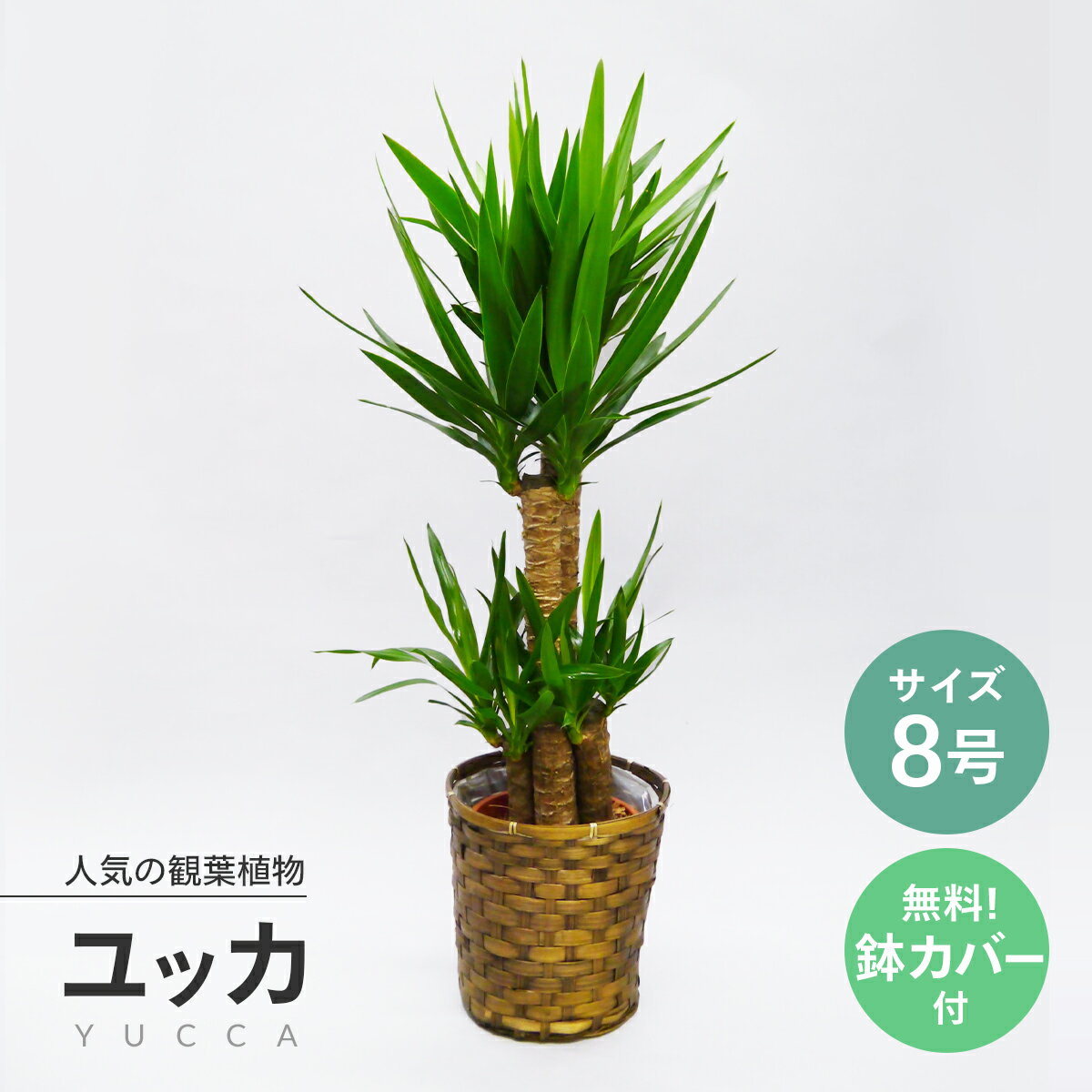 観葉植物ユッカ 8号（青年の木）☆送料無料（北海道・沖縄・離島を除く）★東京23区内・横浜市内（指定エリア）当日配…