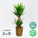 ユッカ 観葉植物ユッカ 8号（青年の木）☆送料無料（北海道・沖縄・離島を除く）★東京23区内・横浜市内（指定エリア）当日配達OK★お祝い 開店祝い ご移転 大型　インテリアプレゼント インテリア