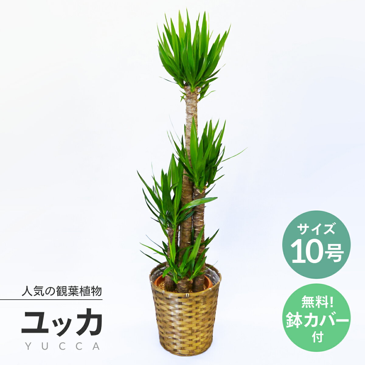 観葉植物（売れ筋ランキング） 観葉植物 ユッカ 10号 (青年の木) ★当社指定エリアへは自社便で最短当日お届け！★法人贈答・お店届け送料無料★育てやすい お祝い 開店祝い ご移転 大型 オフィス インテリア 初めての観葉植物にもおすすめ