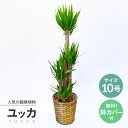 観葉植物 ユッカ 10号 (青年の木) ★当社指定エリアへは自社便で最短当日お届け！★法人贈答・お店届け送料無料★育てやすい お祝い 開店祝い ご移転 大型 オフィス インテリア 初めての観葉植物にもおすすめ