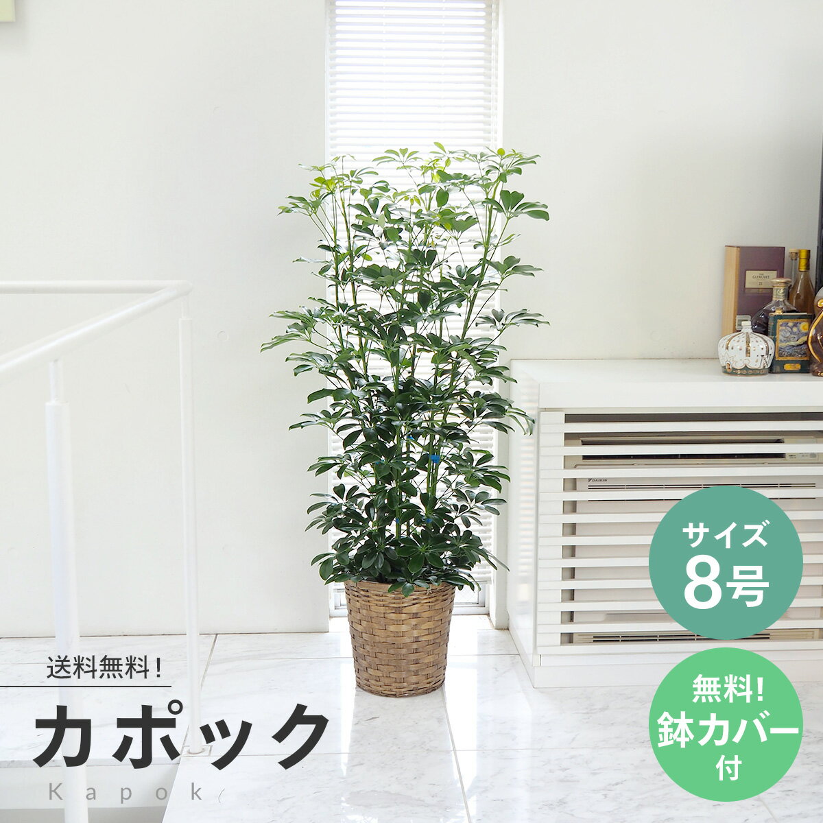 【当店オススメ】観葉植物 カポック 8号 無料受け皿付き☆送料無料（北海道・沖縄・離島を除く）★木札・メッセージカ…