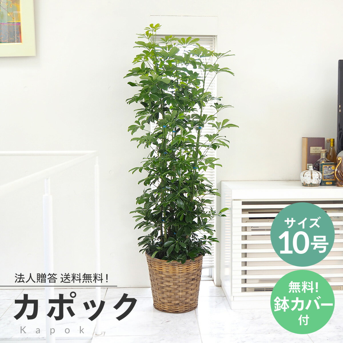 観葉植物 カポック 10号 無料受け皿・カゴ付き★自社配送エリア送料無料（東京23区・名古屋市内・大阪市内・福岡市内…