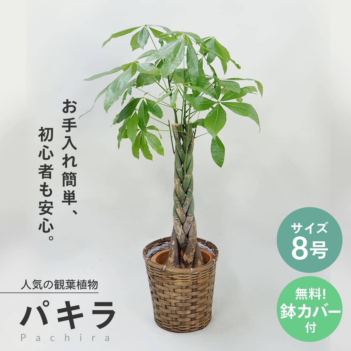 観葉植物 パキラ 8号 無料受け皿付き☆送料無料 北海道・沖縄・離島を除く ★東京23区内・名古屋市内・大阪市24区・福岡市内・横浜市 指定エリア は即日★お祝い 開店祝い ご移転 出産 オフィス …