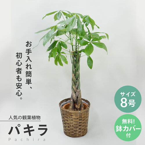 一番人気の観葉植物パキラ編み込みの8号鉢 乾燥や病気に強く、初めて...