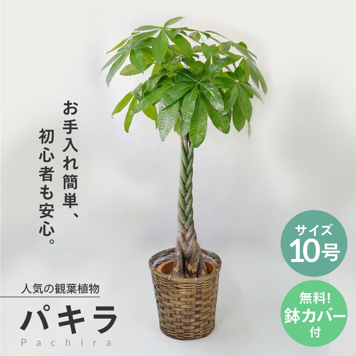 観葉植物 パキラ 10号 大型 受け皿付