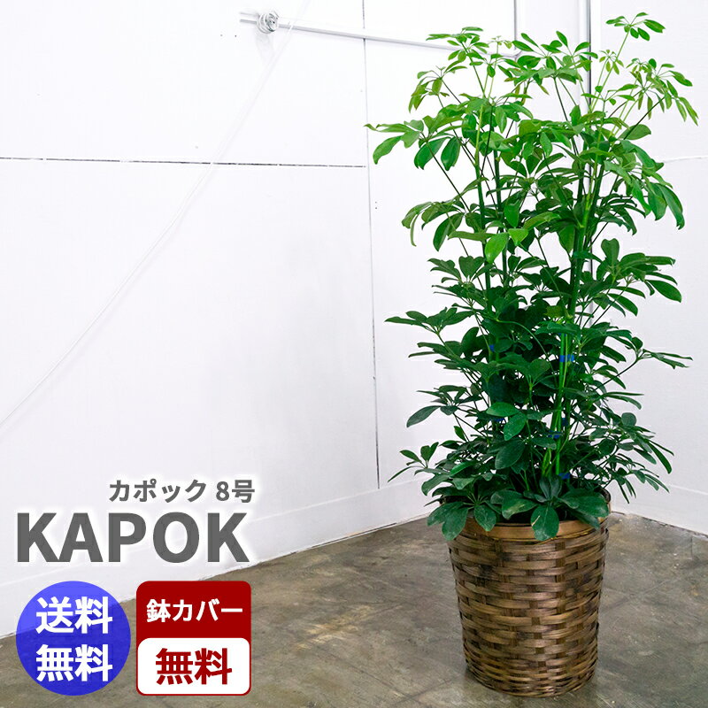 観葉植物