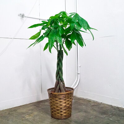 マニアに人気 珍しい観葉植物12選 でインテリアにもなるおしゃれな品種をご紹介 暮らし の マニアに人気 珍しい観葉植物12選 でインテリアにもなるおしゃれな品種をご紹介 暮らし の