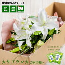 カサブランカの花束【もちろん国産】新鮮で長持ち 延命剤2個付き 送料無料 画像配信 生花 カサブランカ 花 カサブランカ花束 4000円 台 誕生日 ギフト 花...