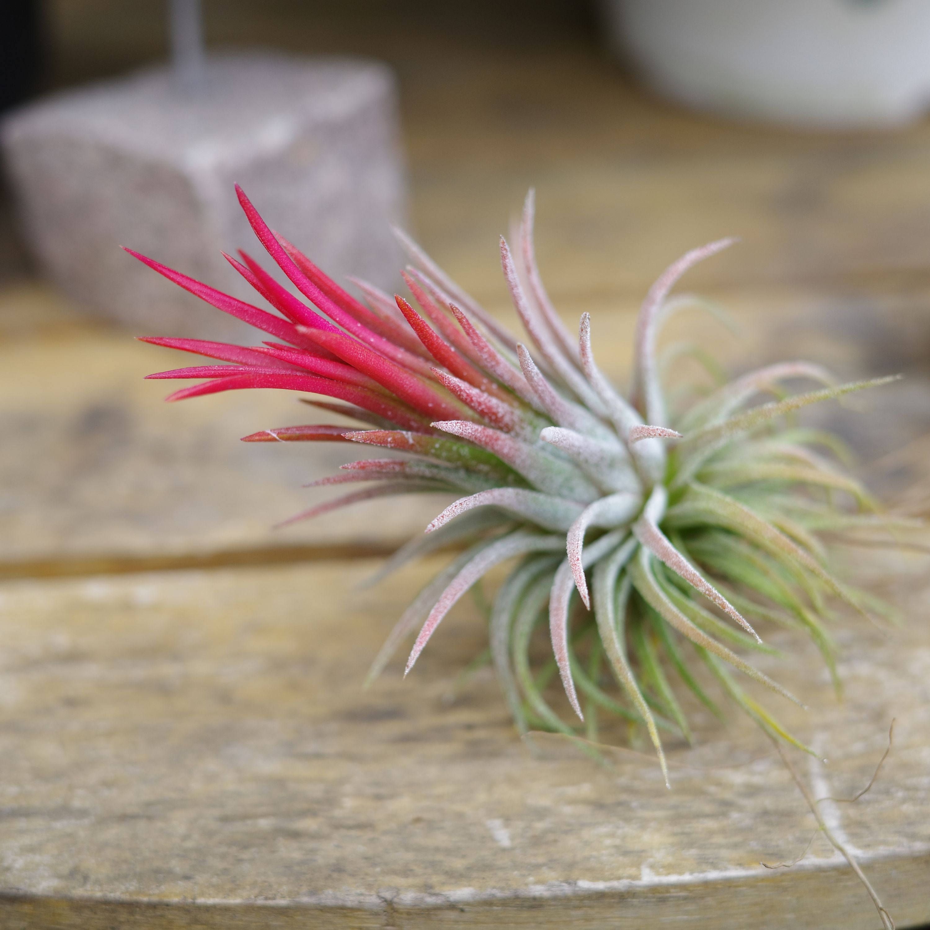 エアプランツ　イオナンタ・レッド　エアープランツ　チランジア