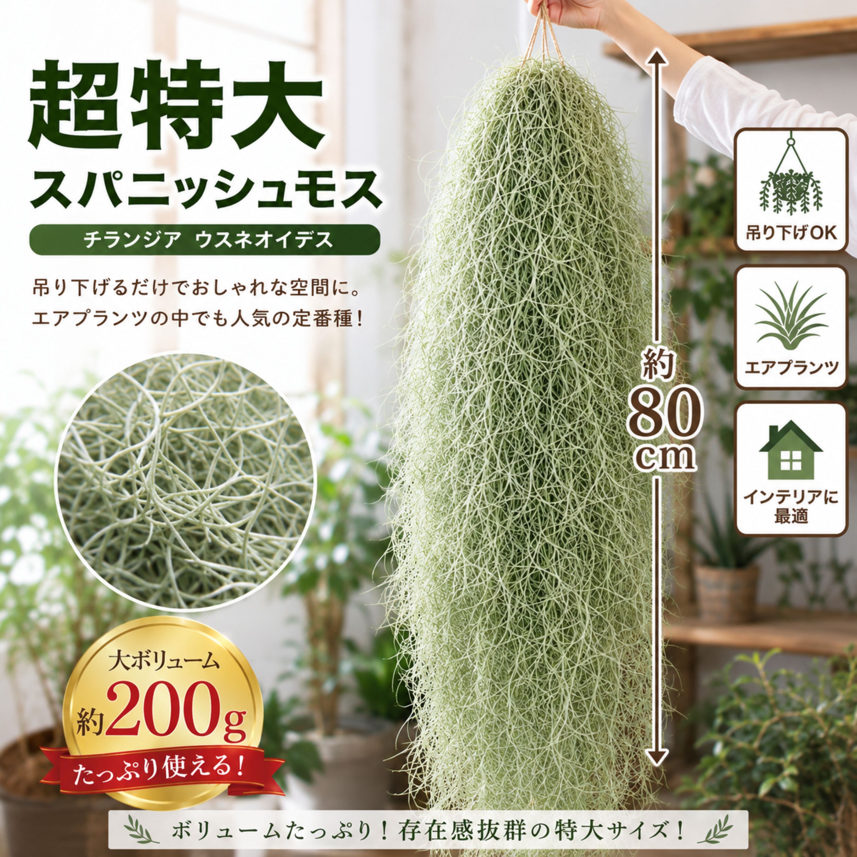 楽天市場】スパニッシュモス 太葉の通販