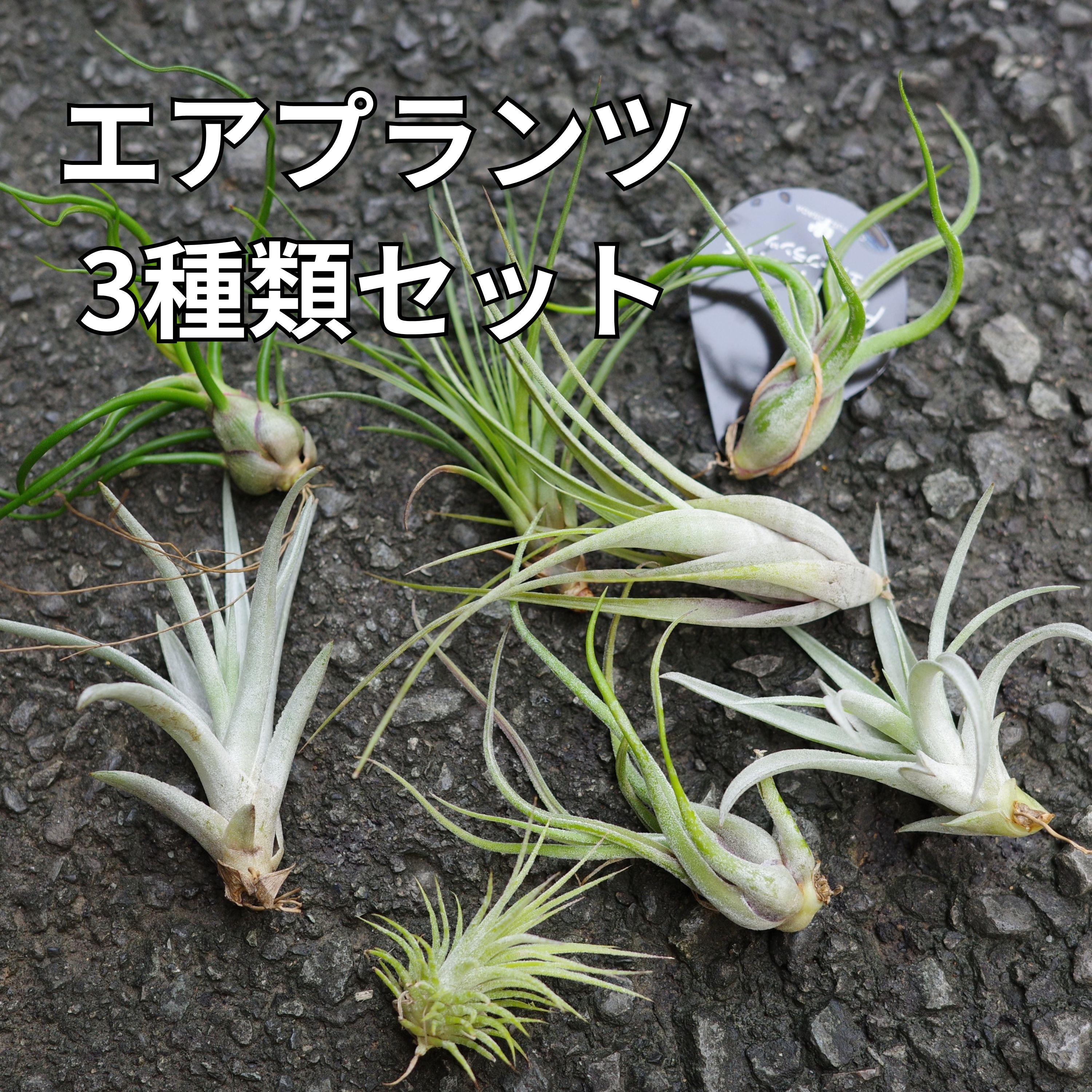 楽天市場】エアプランツ セットの通販