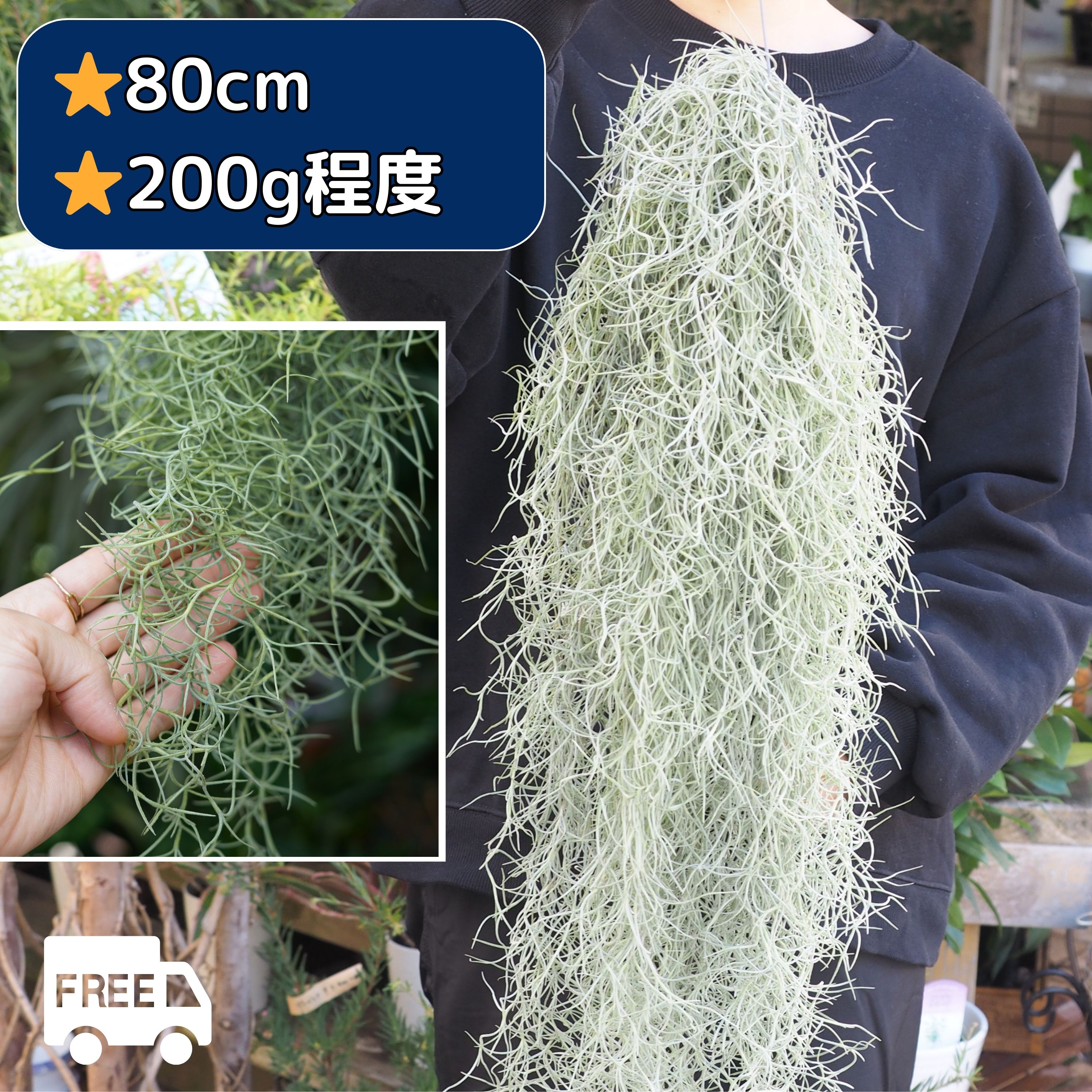 【超特大スパニッシュモス】（80cm、200g） チランジア ウスネオイデス エアプランツ エアープランツ インテリア 観葉植物 吊り下げ 中葉
