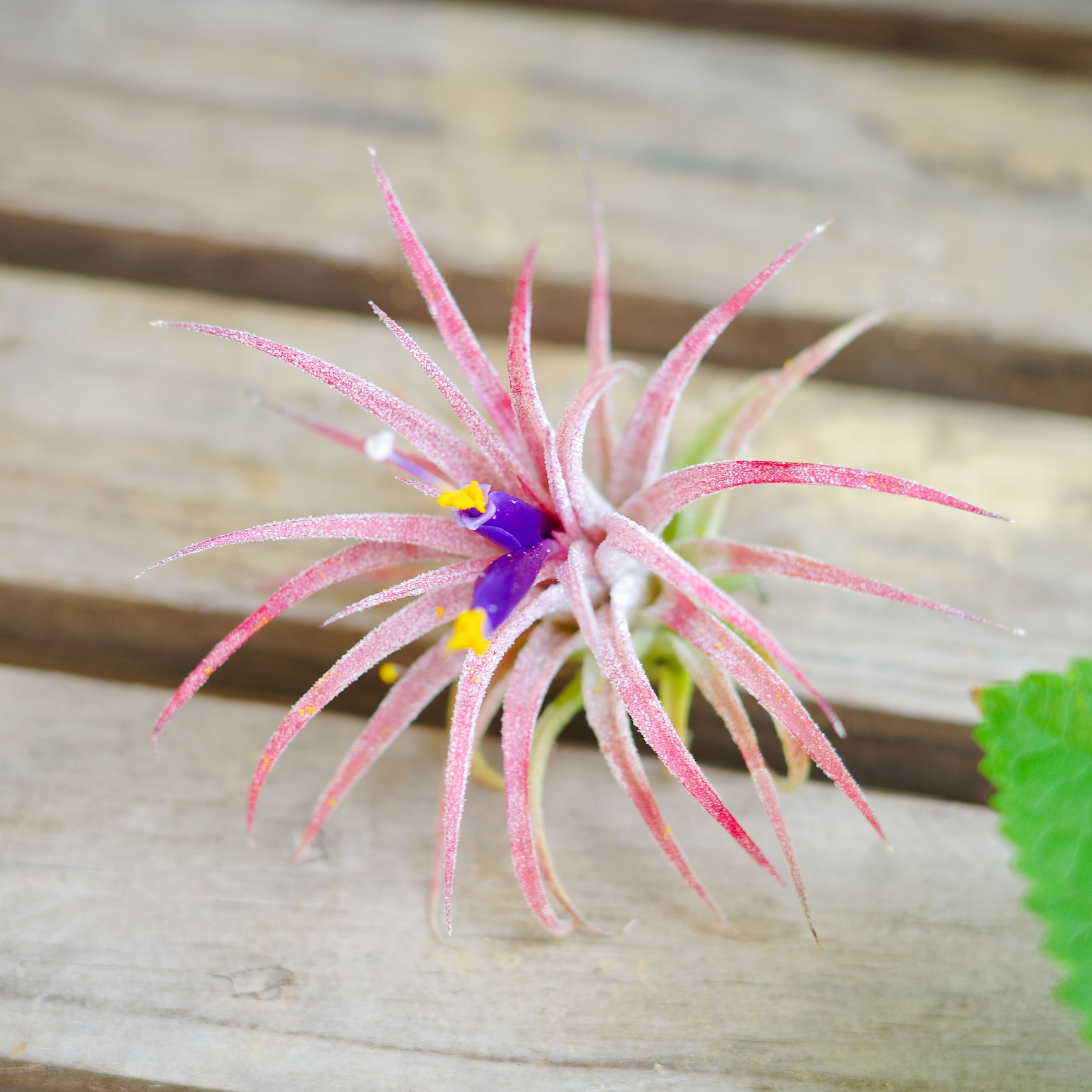 エアプランツ　イオナンタ・レッド　エアープランツ　チランジアのサムネイル