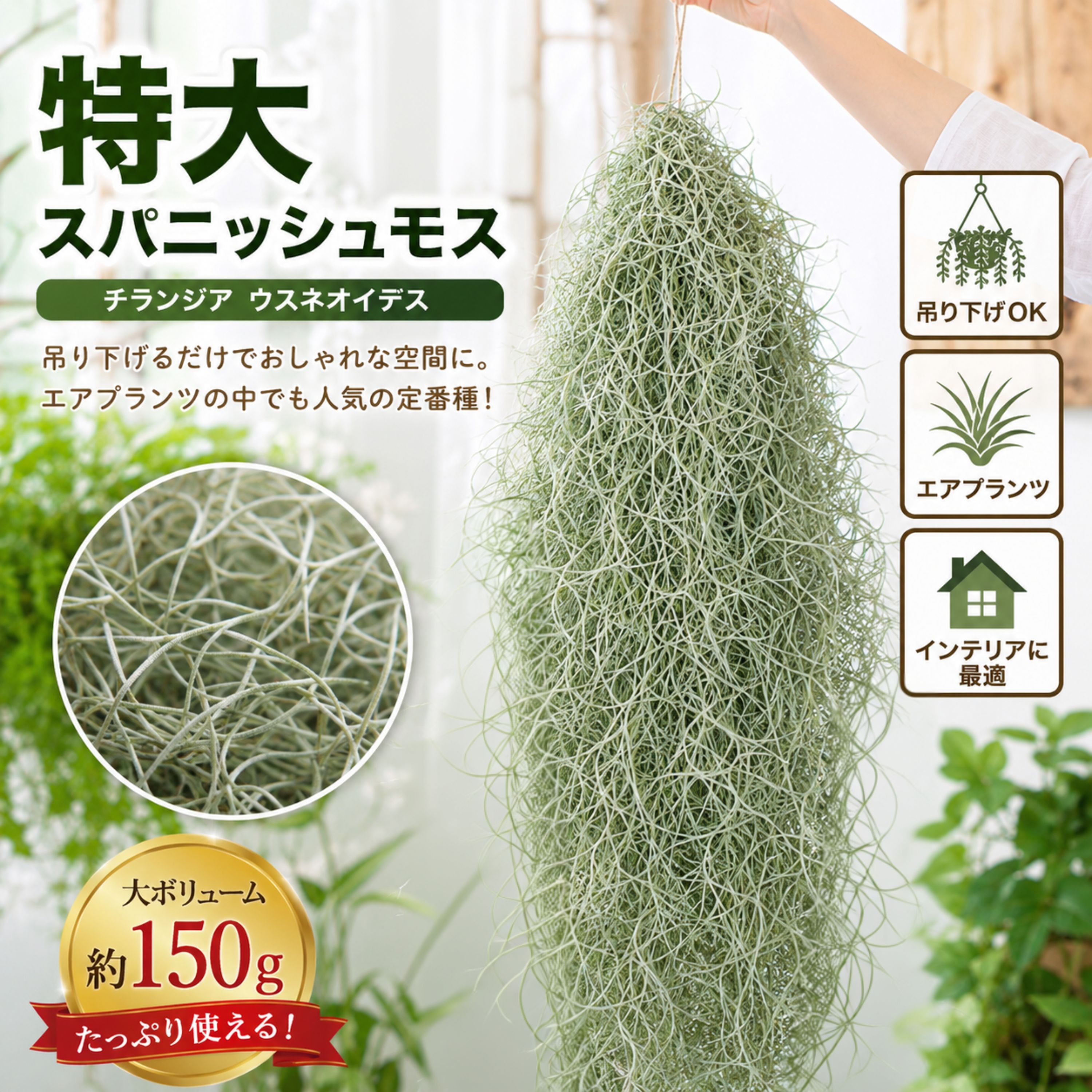 楽天市場】ウスネオイデス（種類（植物）チランジア）の通販