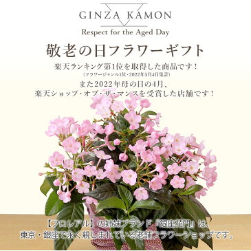 敬老の日 におい桜鉢 ルクリア・ココ 桜鉢 敬老の日ギフト プレゼント 花 フラワー ギフト ギフト さくら 鉢植 鉢花