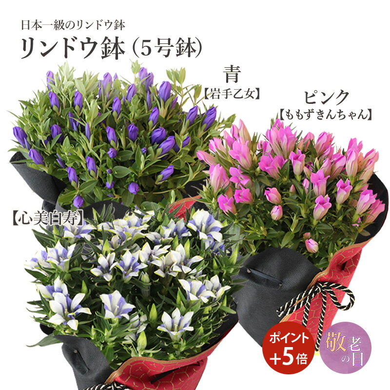 【ポイント5倍】 敬老の日 リンドウ鉢 5号鉢 青 岩手乙女 ピンク ももずきんちゃん 白 バイカラー 心美白寿 リンドウ 3色から選べる 送料無料 敬老の日ギフト 花 ギフト りんどう 鉢 鉢植 鉢植え 花鉢 ギフトのサムネイル