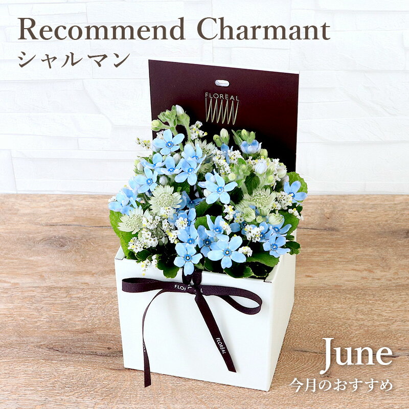 楽天市場】アレンジメント 6月の通販