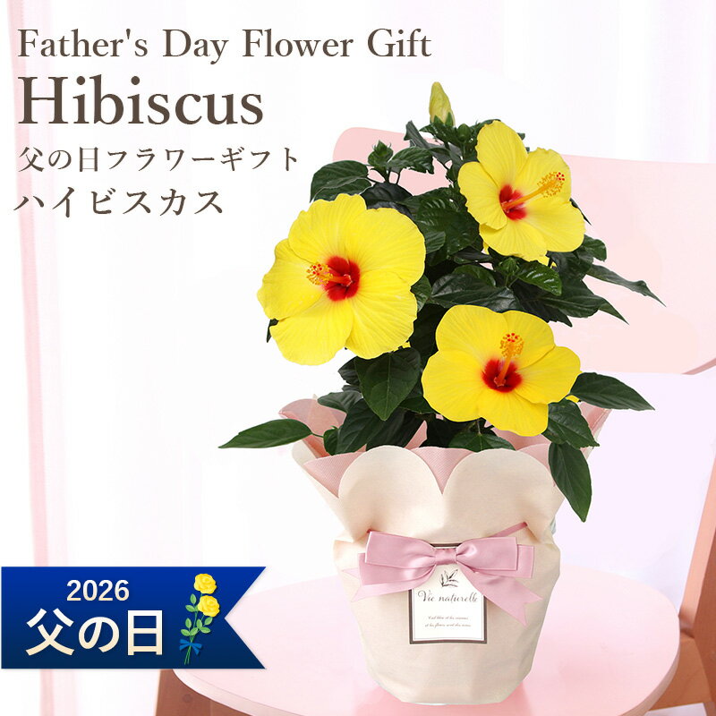 父の日ギフト 送料無料 楽天1位 フラアート花門 ハイビスカス 鉢植え プレゼント 2025 花 フラワー ギフト 黄 ハイビスカス アレンジ 花鉢 父の日 その他 鉢花 鉢 フラワーギフト