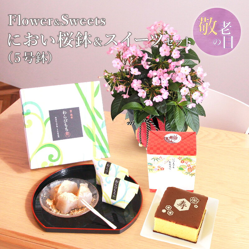 敬老の日 送料無料 楽天1位 におい桜 スイーツ セット におい桜鉢 敬老の日ギフト プレゼント 花 フラワー ギフト 鉢植え 花鉢 鉢 お菓子 和菓子 カステラ 他