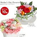 【遅れてごめんね】 送料無料 【ポイント10倍】 楽天1位