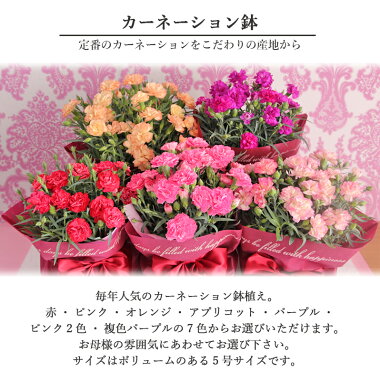 母の日母の日ギフト母の日、カーネーション鉢植