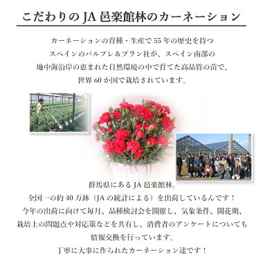 母の日、カーネーション鉢植