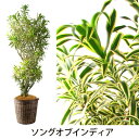  グリーン ギフト フラアート花門 観葉植物 大鉢B プランツ 送料無料 開店祝い 就任祝い 移転祝い 引っ越し祝い 新築祝い お祝い 記念日 プレゼント メッセージカード 植物 インテリア オフィス おしゃれ 10%OFF