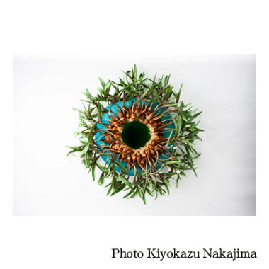 BotanicalMetamorphosis