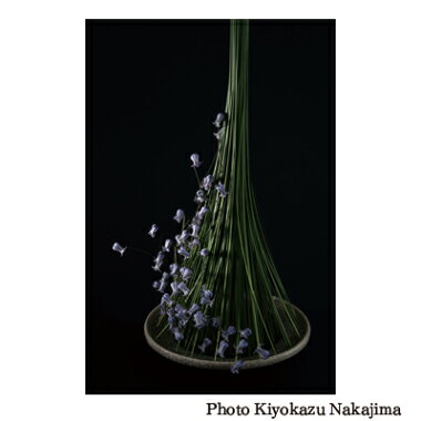 BotanicalMetamorphosis
