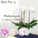 花 ギフト 誕生日 フロレアル ミディ胡蝶蘭 舟鉢 3本立 (3色から選べます!) ピンク ライムイエロー ホワイト 楽天1位 送料無料 産地直送 お花 胡蝶蘭 蘭 コチョウラン ミニ胡蝶蘭 開店祝い 就任祝い 移転祝い お祝い 記念日