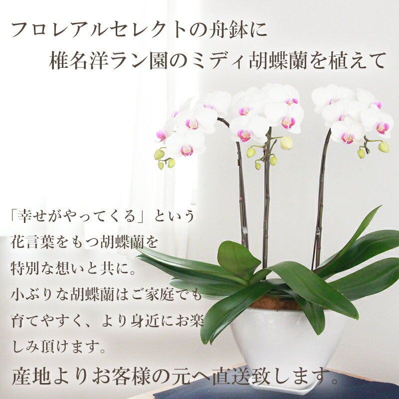 超人気の 大感謝祭中ポイント5倍 花 ギフト 誕生日 フロレアル ミディ胡蝶蘭 舟鉢 3本立 3色から選べます ピンク ライムイエロー ホワイト 1位 産地直送 お花 胡蝶蘭 コチョ Usaaecc Com 超人気の 大感謝祭中ポイント5倍 花 ギフト 誕生日 フロレアル ミディ胡蝶蘭 舟鉢 3本立 3色から選べます ピンク ライムイエロー ホワイト 1位 産地直送 お花 胡蝶蘭 コチョ Usaaecc Com