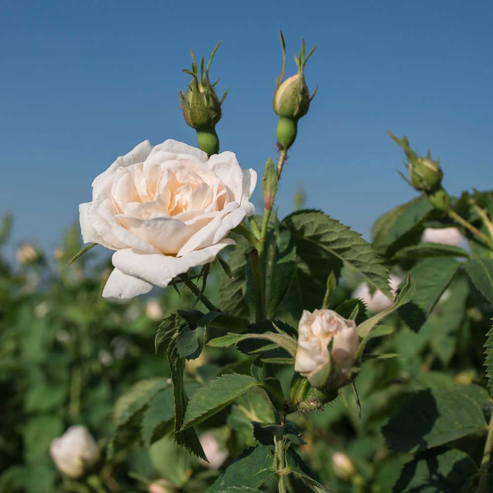 【フロリハナ公式】オーガニック ローズアルバウォーター 500ml バラ水 フローラルウォーター 芳香蒸留水 ハイドロソル 無添加 ピュア 天然 ハーブウォーター