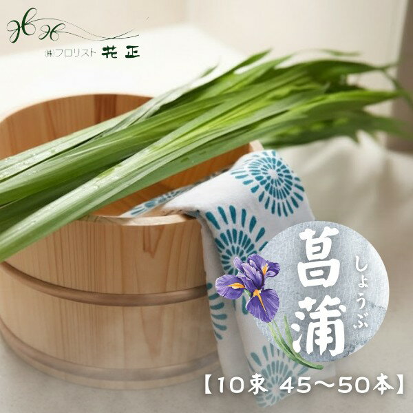 Green - 限定販売 端午の節句 「菖蒲湯」10束(45〜50本) 湯菖蒲