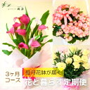 定期便「花と暮らす定期便・3ヶ月コース(全3回)」 誕生日 生花 プレゼント ギフト お祝い 定期購入 フラワーギフト 旬 鉢物 花鉢 毎月届く