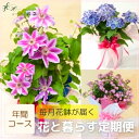 定期便「花と暮らす定期便・年間コース(全12回)」 誕生日 生花 プレゼント ギフト お祝い 定期購入 フラワーギフト 旬 鉢物 花鉢 毎月届く