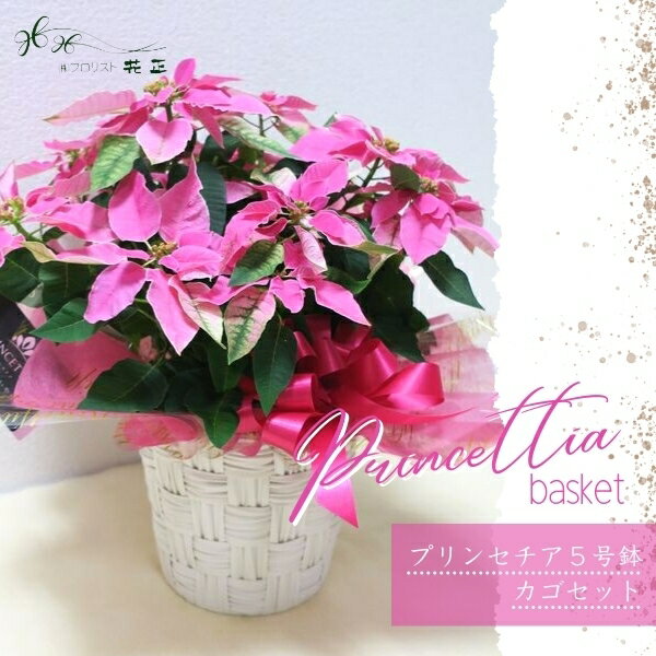 鉢花「プリンセチア5号鉢(カゴセット)」クリスマス　誕生日 生花 ギフト プレゼント お祝い 贈り物　記念日　ピンク
