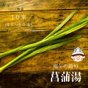 限定販売 端午の節句 「菖蒲湯」10束(45〜50本) 湯菖蒲