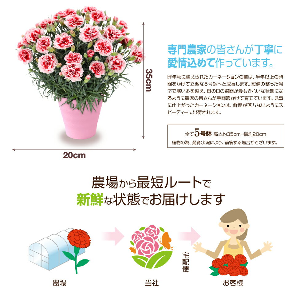 母の日 花 カーネーション 鉢植え 5号 母の日 ギフト カーネーション