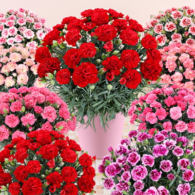 母の日 プレゼント 花 カーネーション 鉢植え 5号 母の日 ギフト[日付指定可能です]