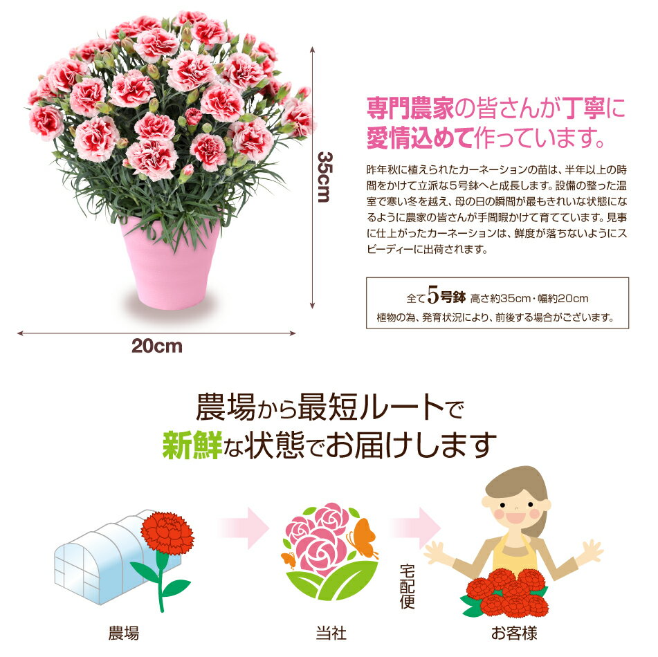 母の日 早割 花 カーネーション 鉢植え 5号 母の日 ギフト [日付指定可能です]