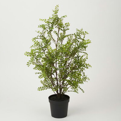 イミテーション 人工観葉植物 0 8m 観葉植物 花資材 開店祝 インテリア 新築祝 花 観葉植物 送料無料花 ガーデン Diy 贈り物 人工 敬老の日 おしゃれ フェイクグリーン 引越祝い 造花 観葉植物 P48 シルクジャスミン 0 8m ポットカバーcv0001 S 付 vk 人工観葉植物 イミテーション 人工観葉植物 0 8m 観葉植物 花資材 開店祝 インテリア 新築祝 花 観葉植物 送料無料花 ガーデン Diy 贈り物 人工 敬老の日 おしゃれ フェイクグリーン 引越祝い 造花 観葉植物 P48 シルクジャスミン 0 8m ポットカバーcv0001 S 付 vk 人工観葉植物
