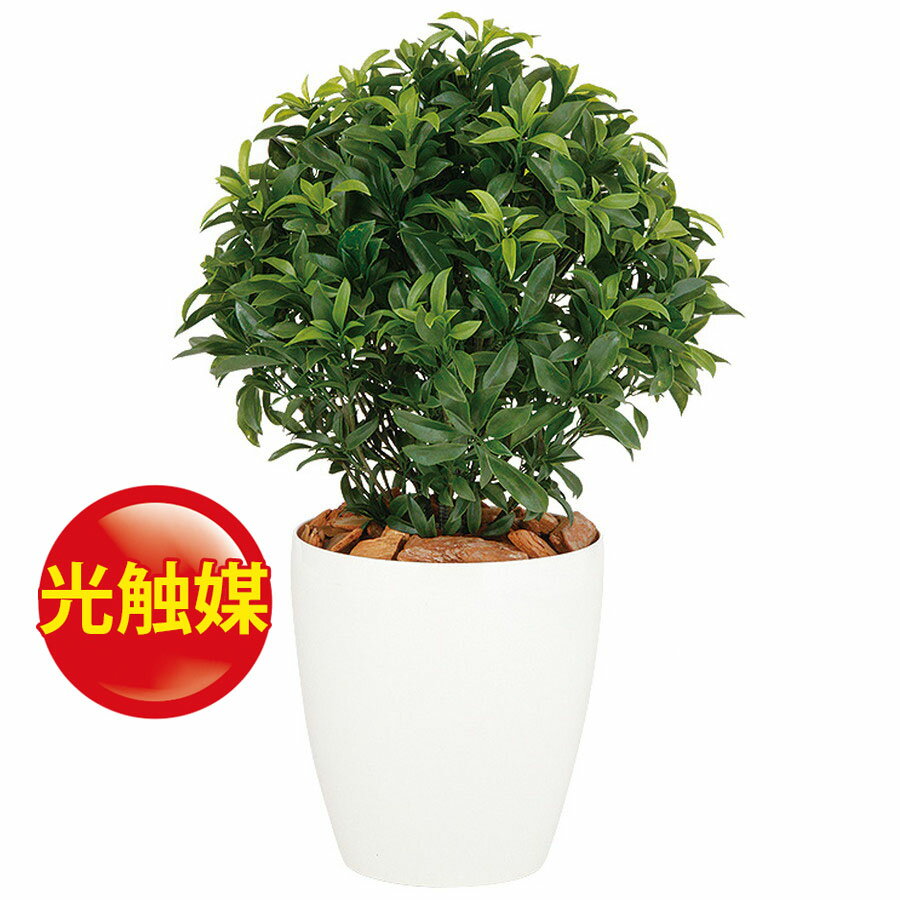 国際ブランド 人工観葉植物 光触媒 ベイリーフ 70 器 Rp 265 フェイクグリーン イミテーション インテリア オフィス 店舗 造花 おしゃれ 観葉植物 大型 観葉植物 おしゃれ 観葉植物 インテリア 18ds ラッピング無料 Mercafarma Com Gt